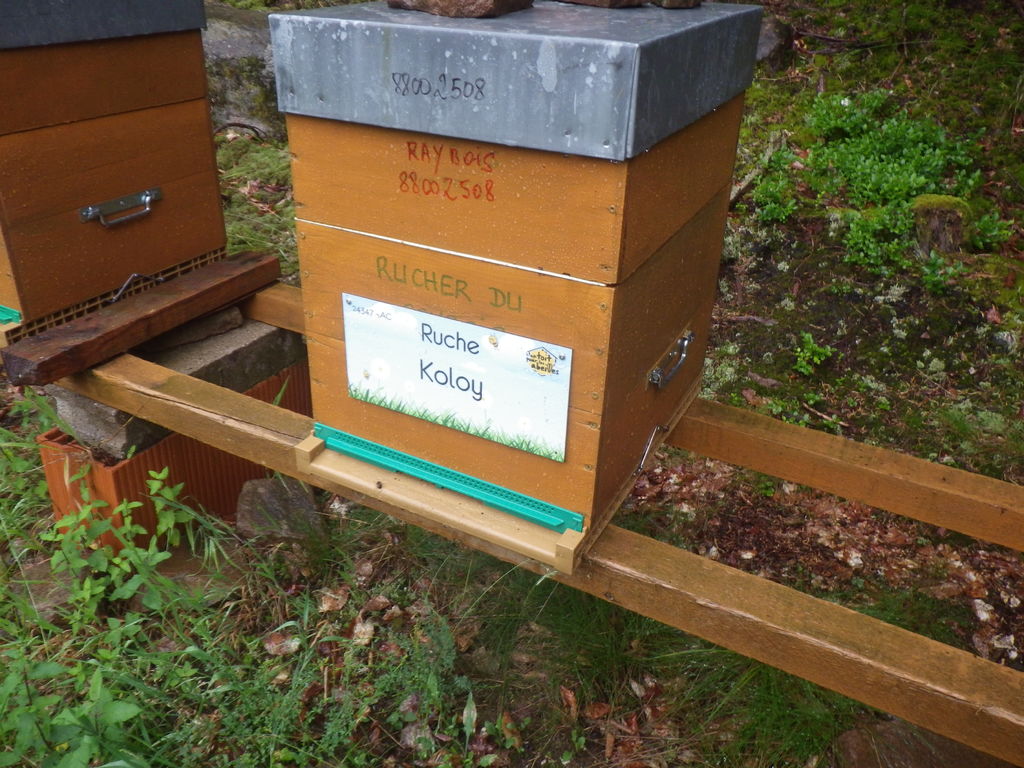 La ruche Koloy