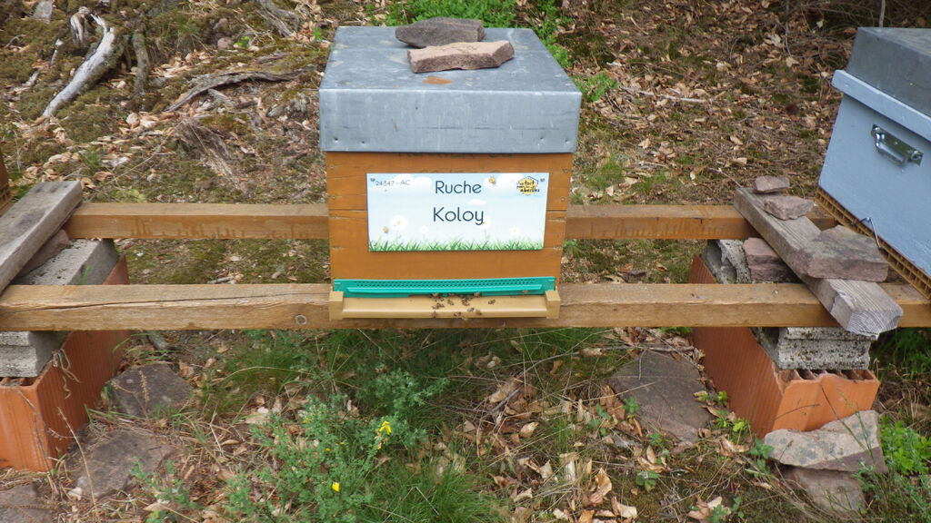 La ruche Koloy