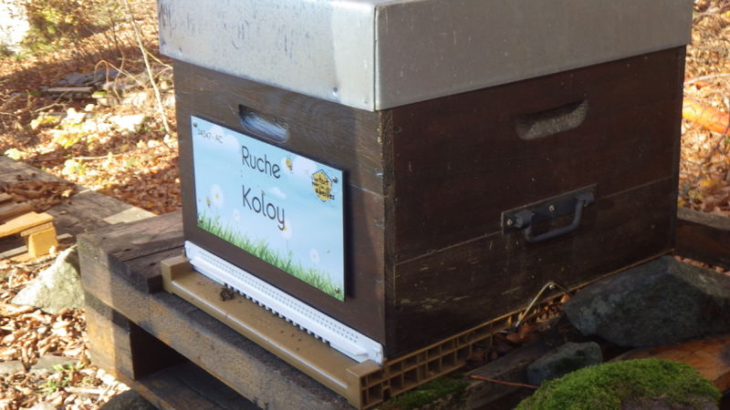 La ruche Koloy