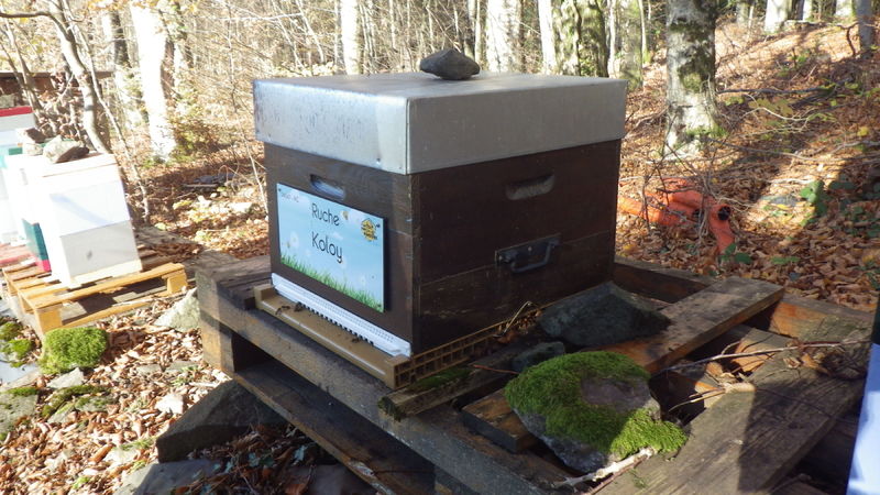 La ruche Koloy