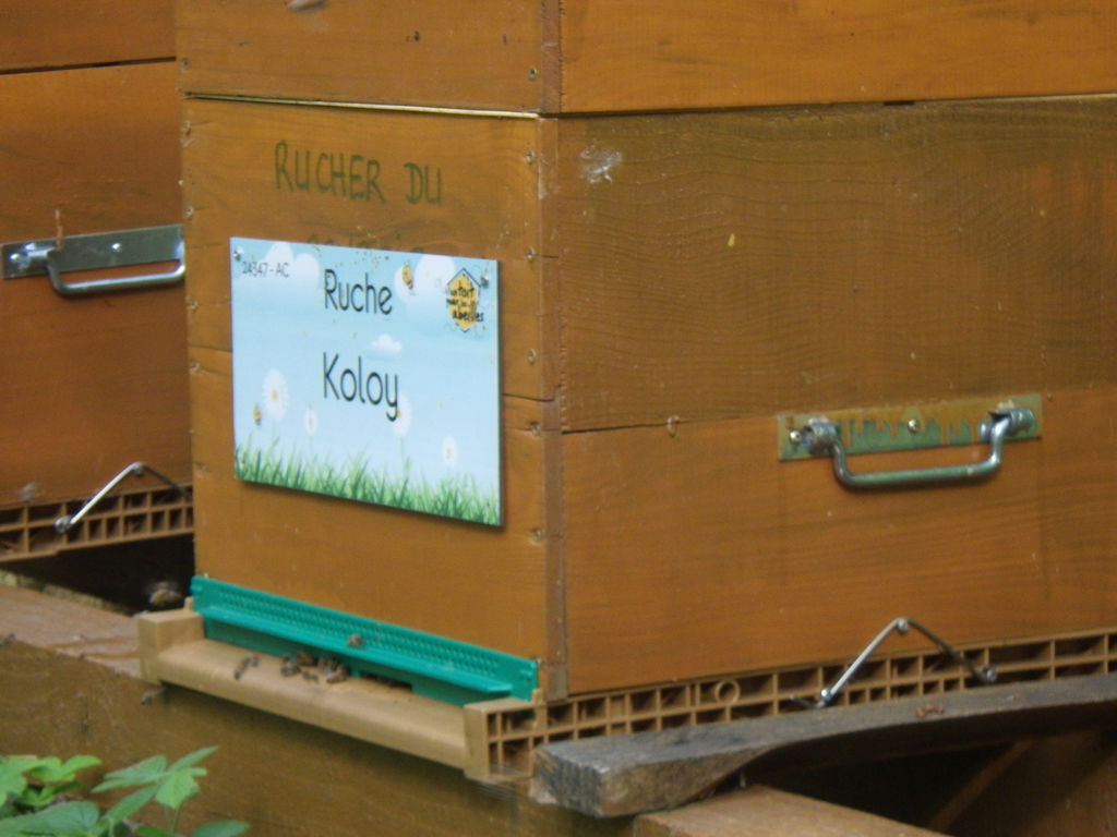 La ruche Koloy
