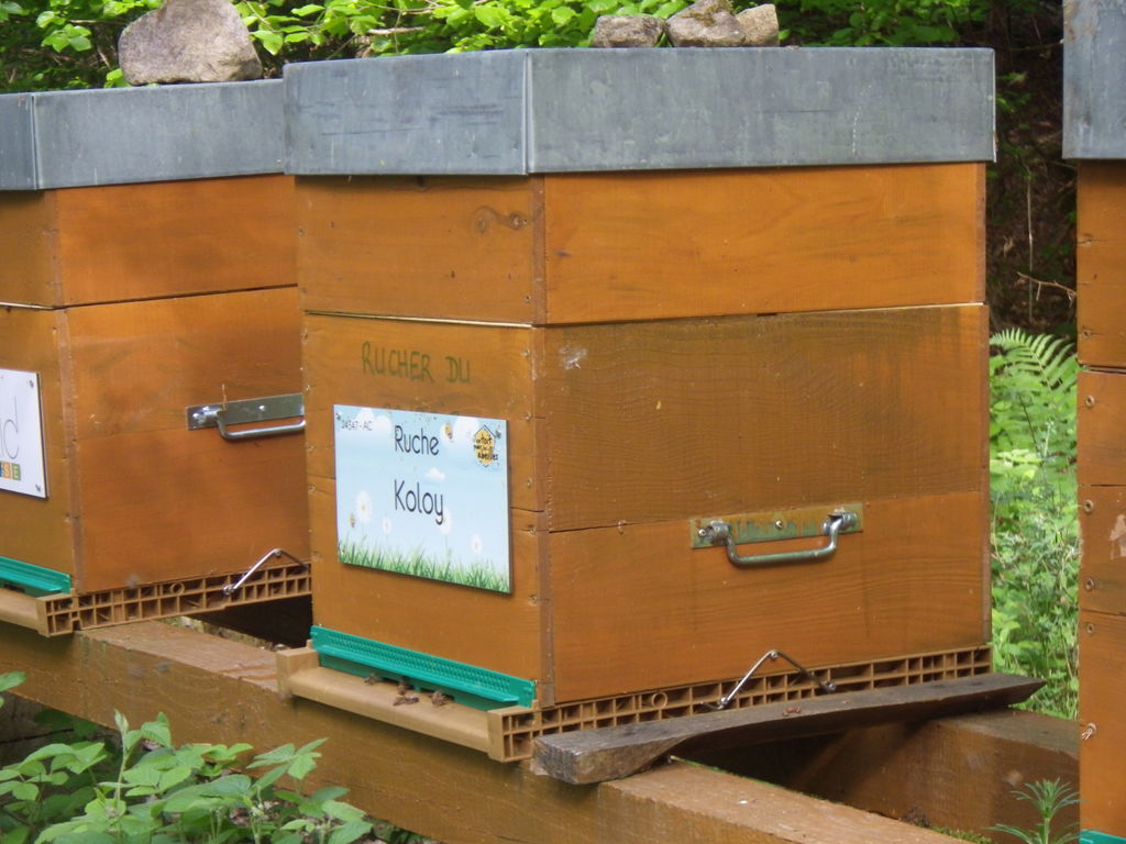 La ruche Koloy