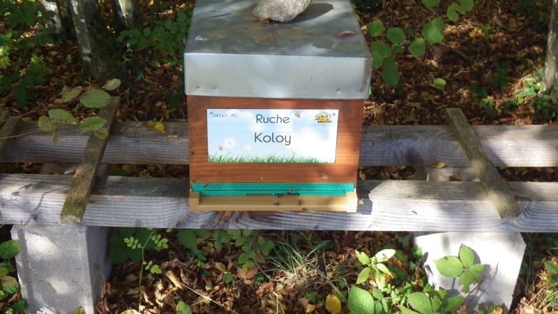 La ruche Koloy