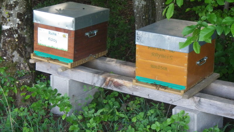 La ruche Koloy