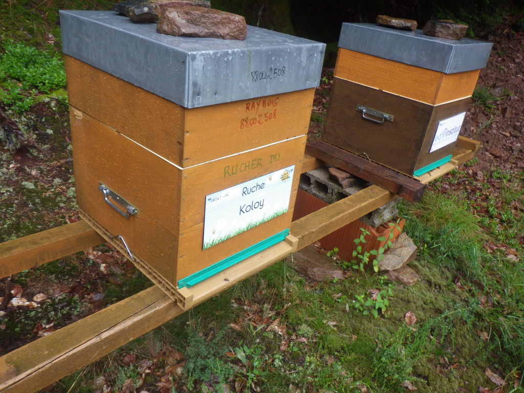 La ruche Koloy