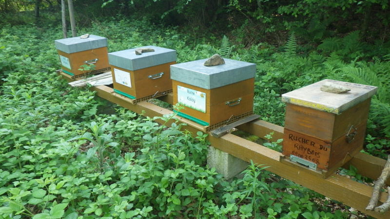 La ruche Koloy