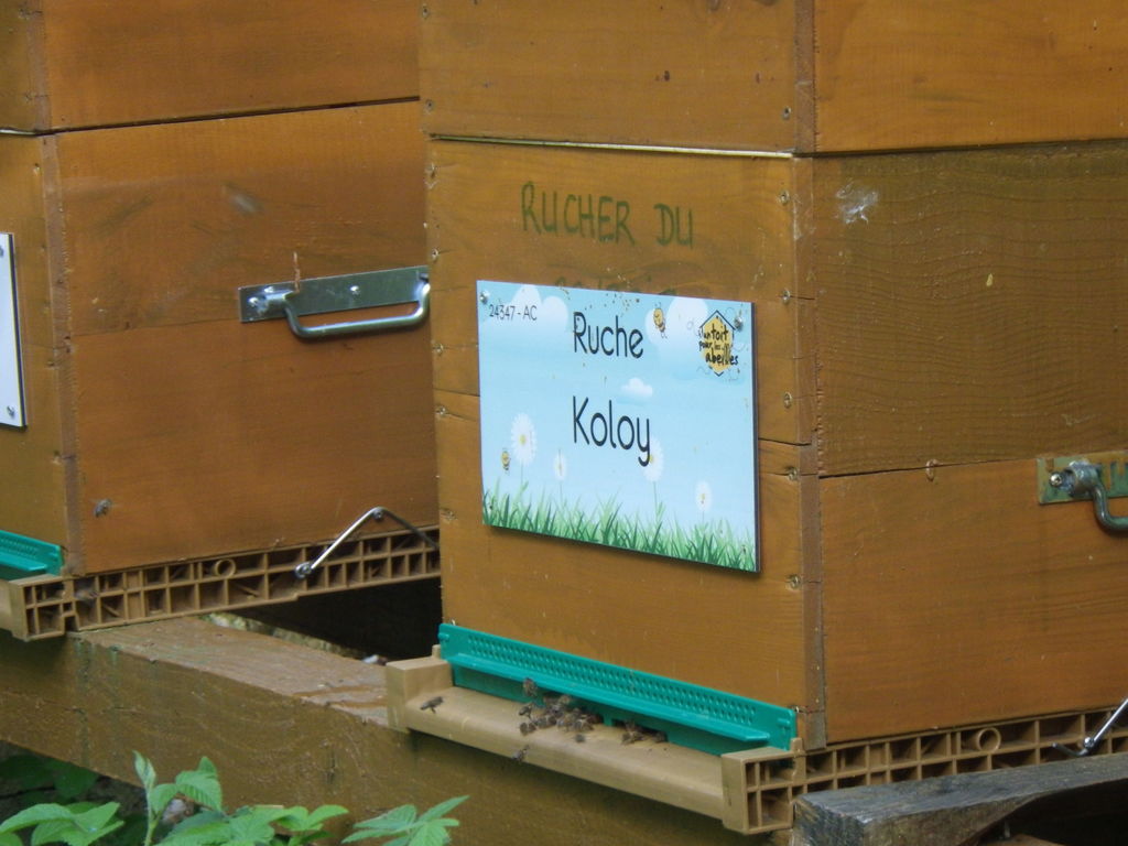 La ruche Koloy