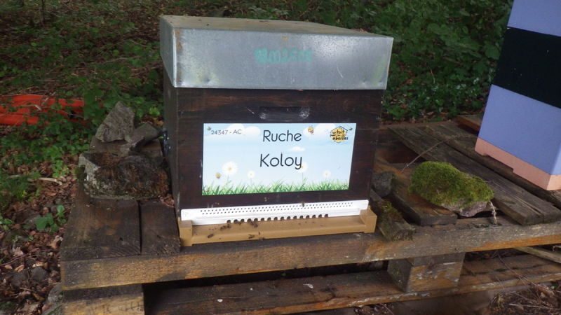 La ruche Koloy