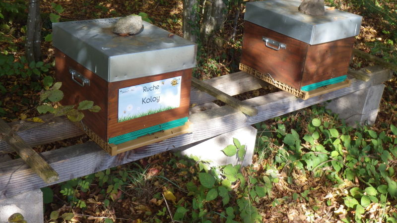 La ruche Koloy