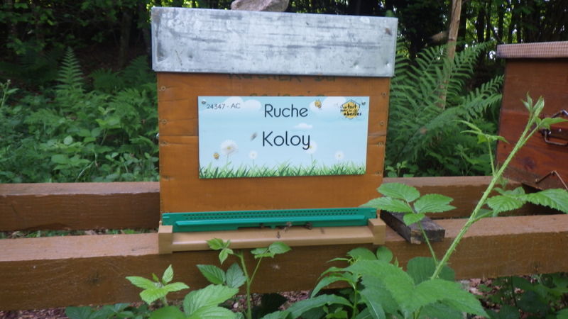 La ruche Koloy
