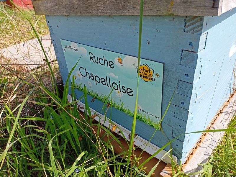 La ruche Chapelloise