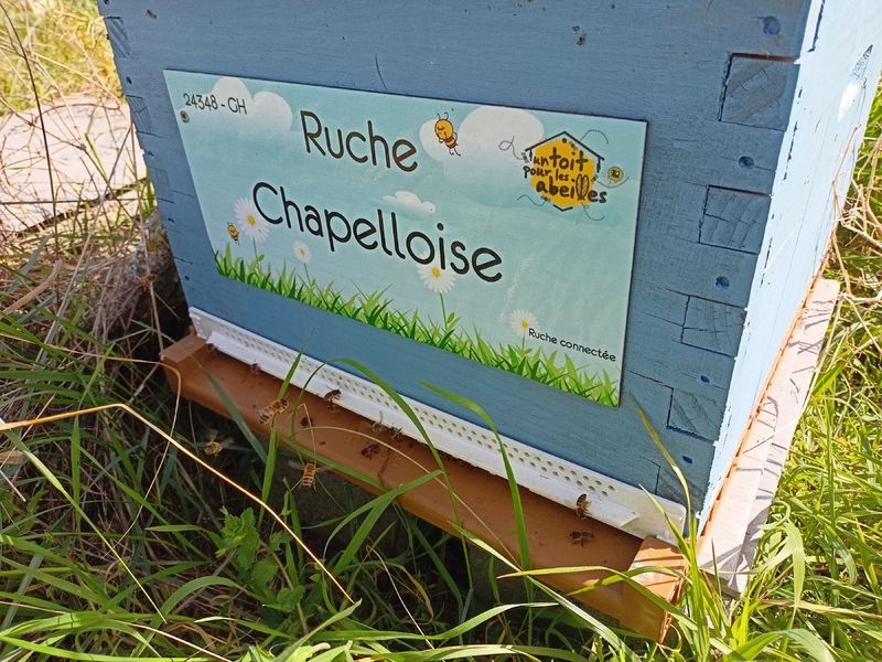 La ruche Chapelloise