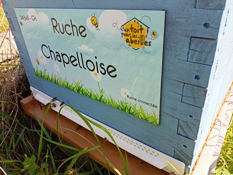 La ruche Chapelloise