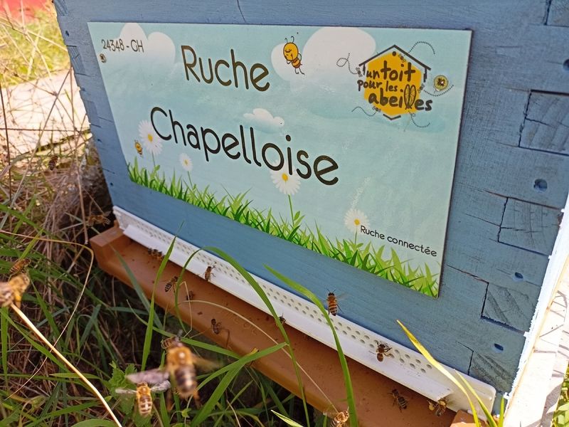 La ruche Chapelloise