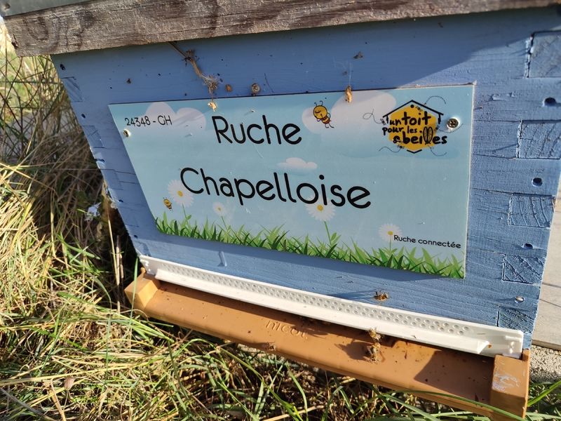 La ruche Chapelloise
