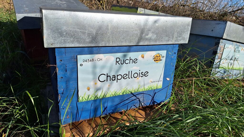 La ruche Chapelloise 