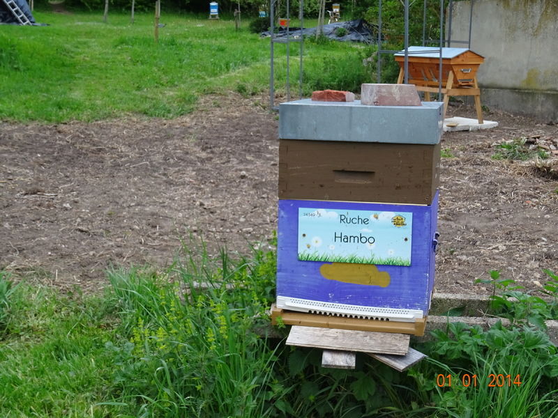 La ruche Hambo