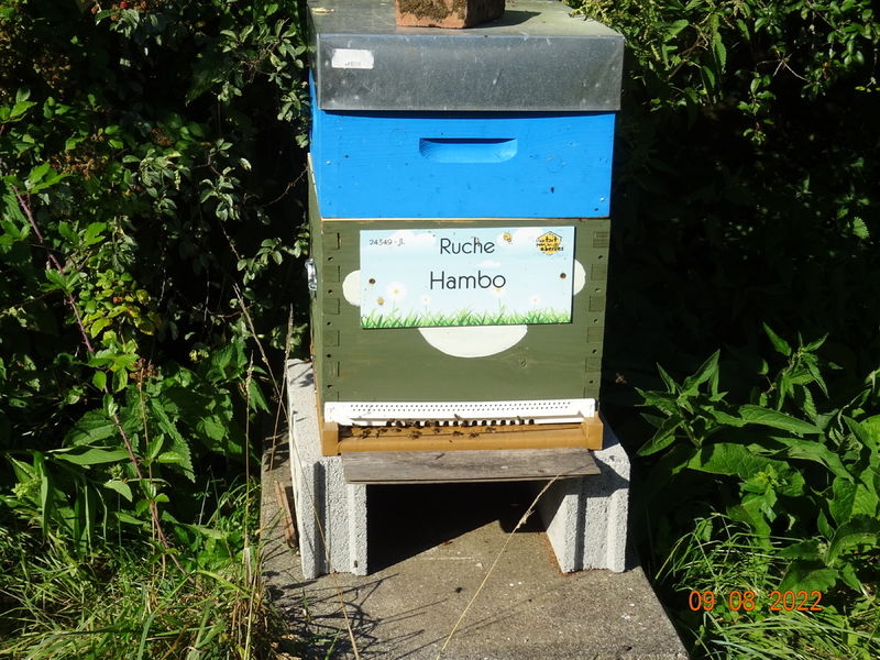 La ruche Hambo
