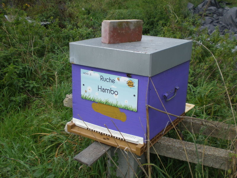 La ruche Hambo