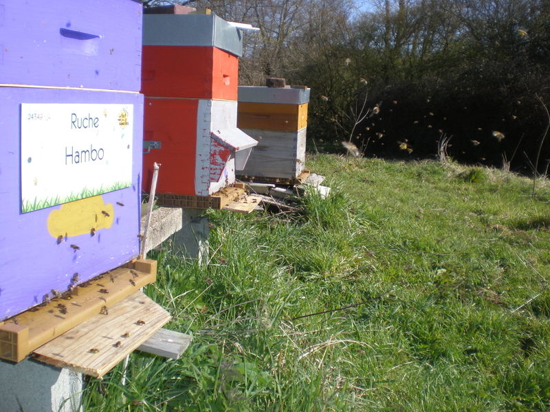 La ruche Hambo