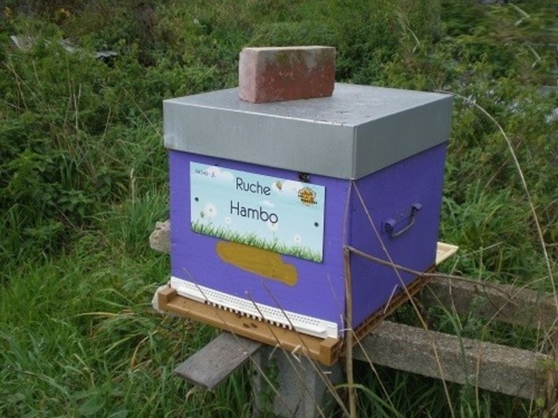 La ruche Hambo
