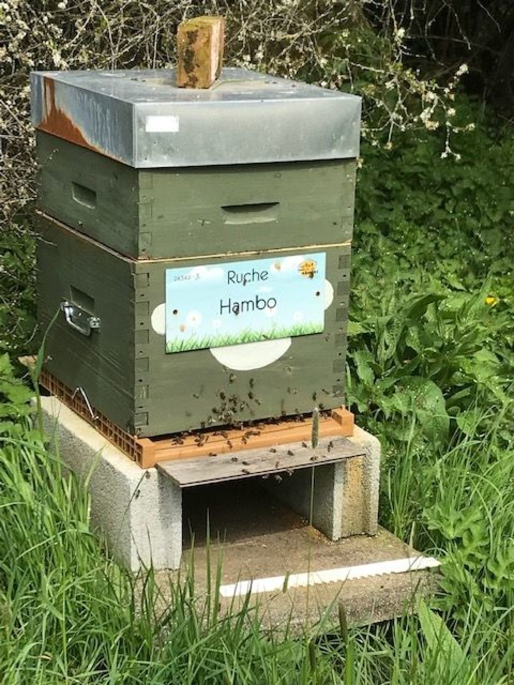 La ruche Hambo
