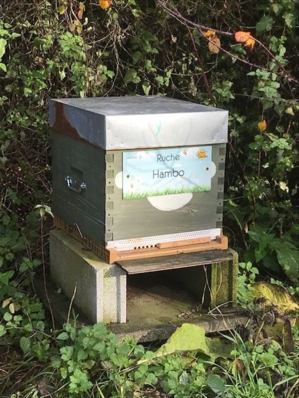 La ruche Hambo