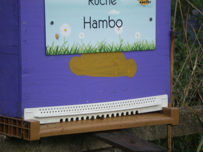 La ruche Hambo