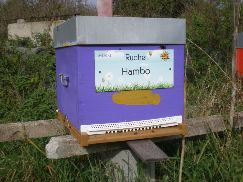 La ruche Hambo