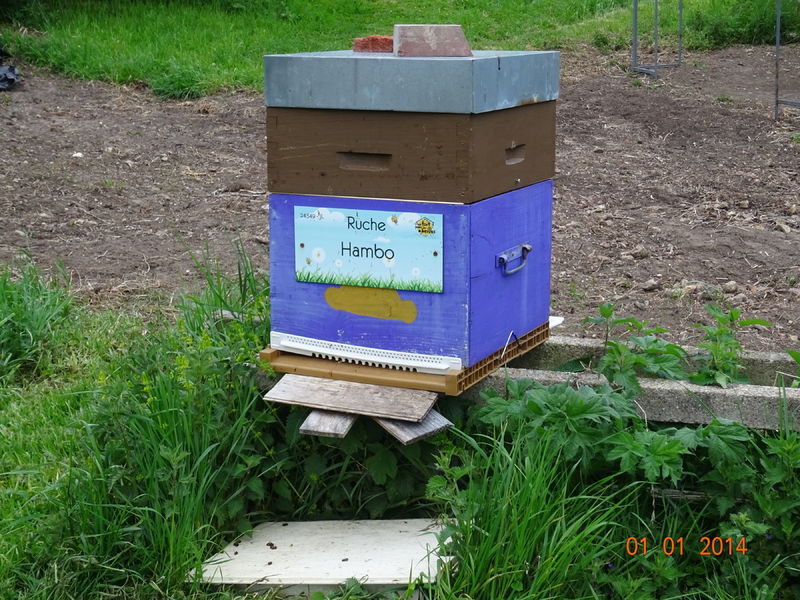 La ruche Hambo