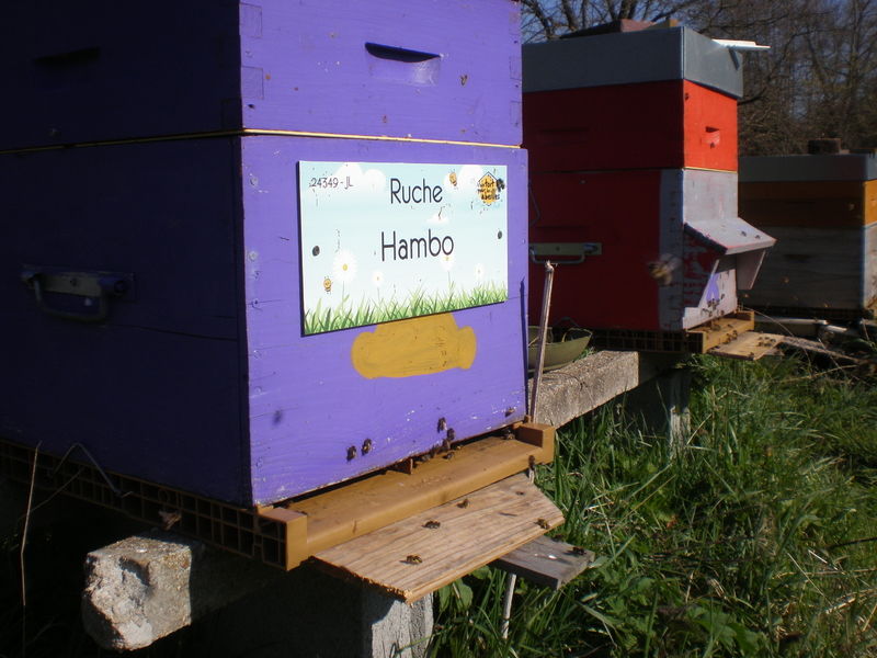 La ruche Hambo