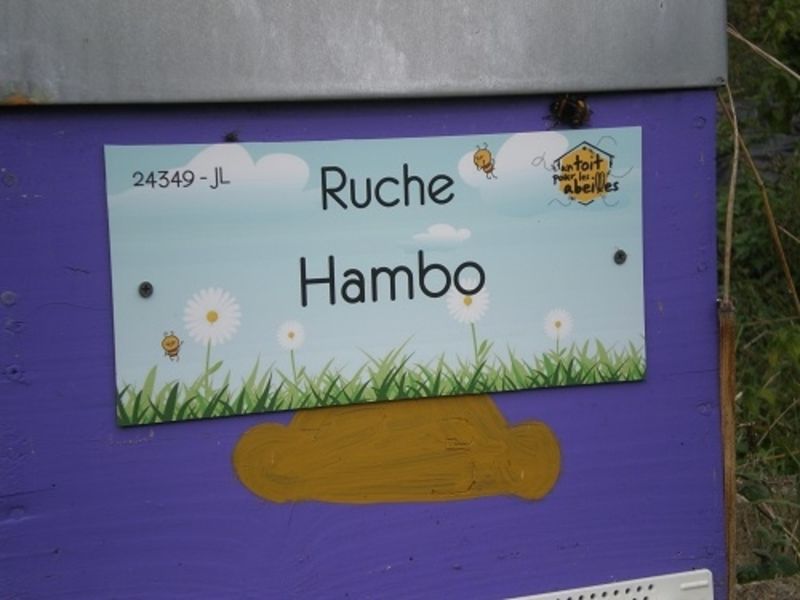 La ruche Hambo