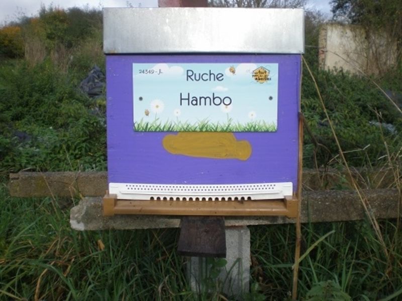 La ruche Hambo