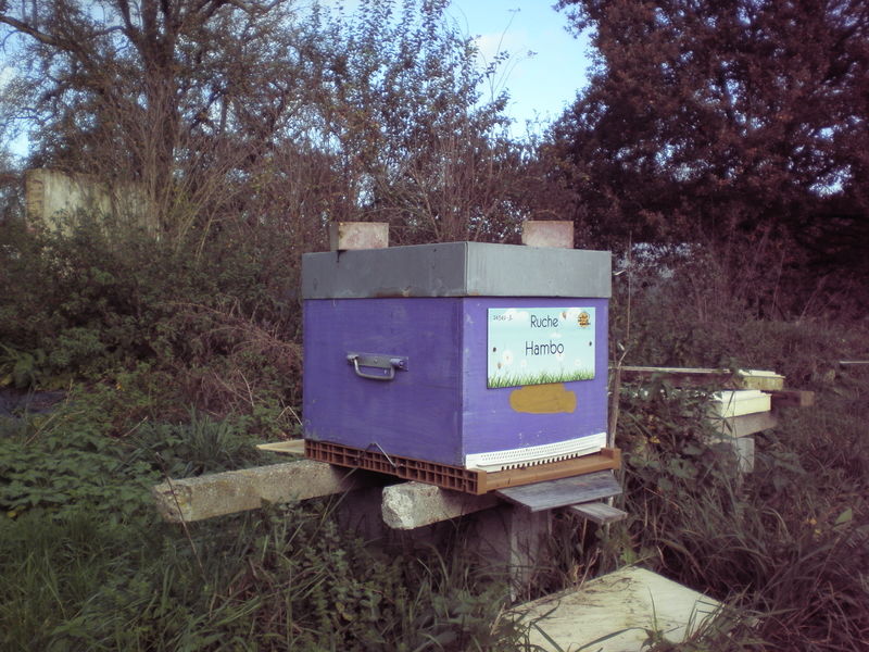 La ruche Hambo