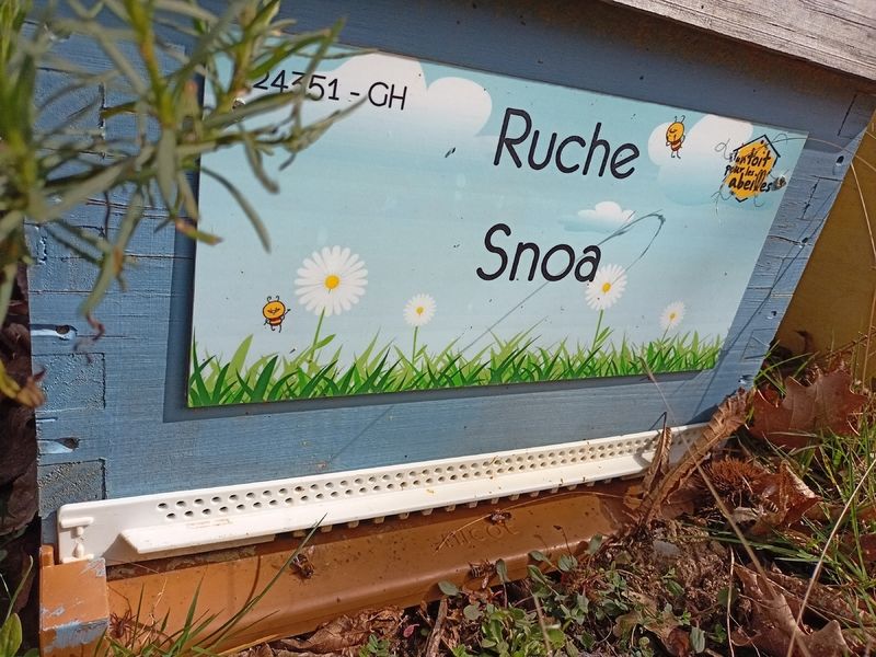 La ruche Snoa