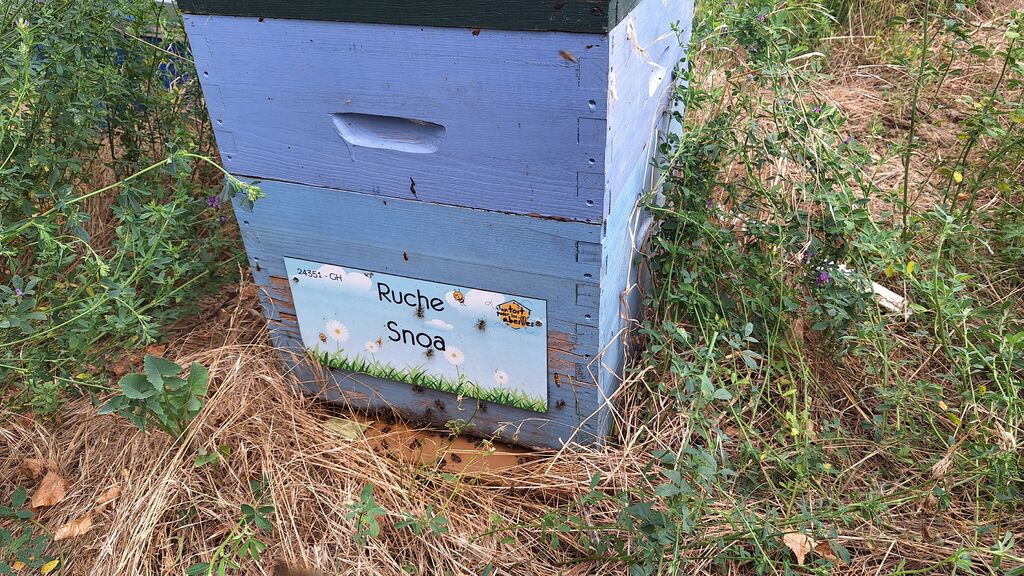 La ruche Snoa