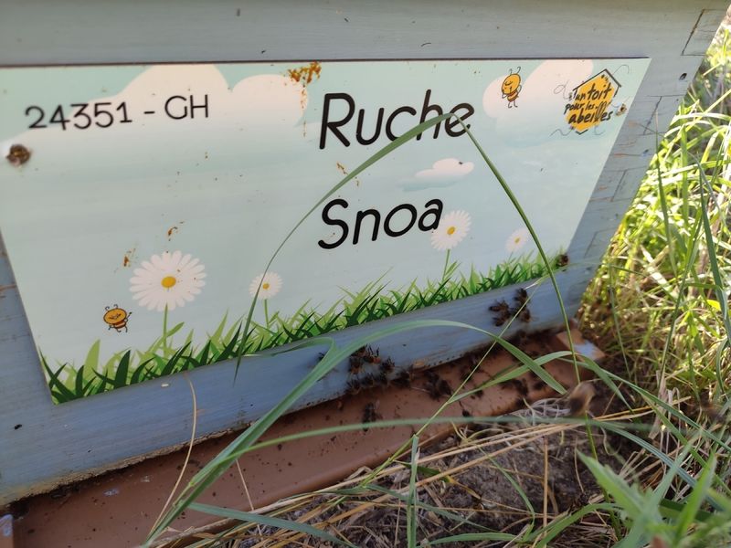 La ruche Snoa