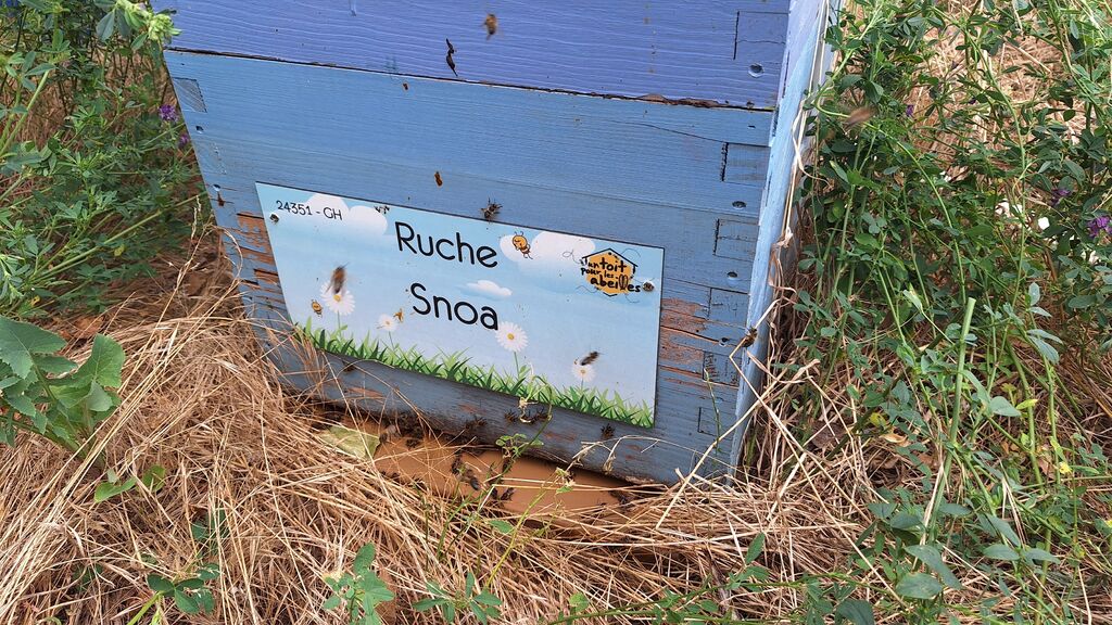 La ruche Snoa