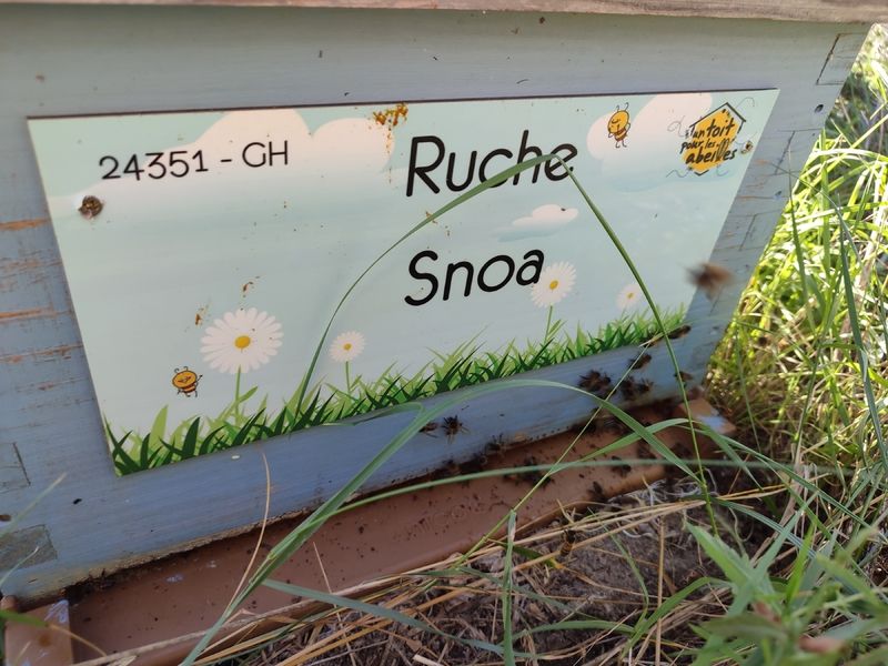La ruche Snoa