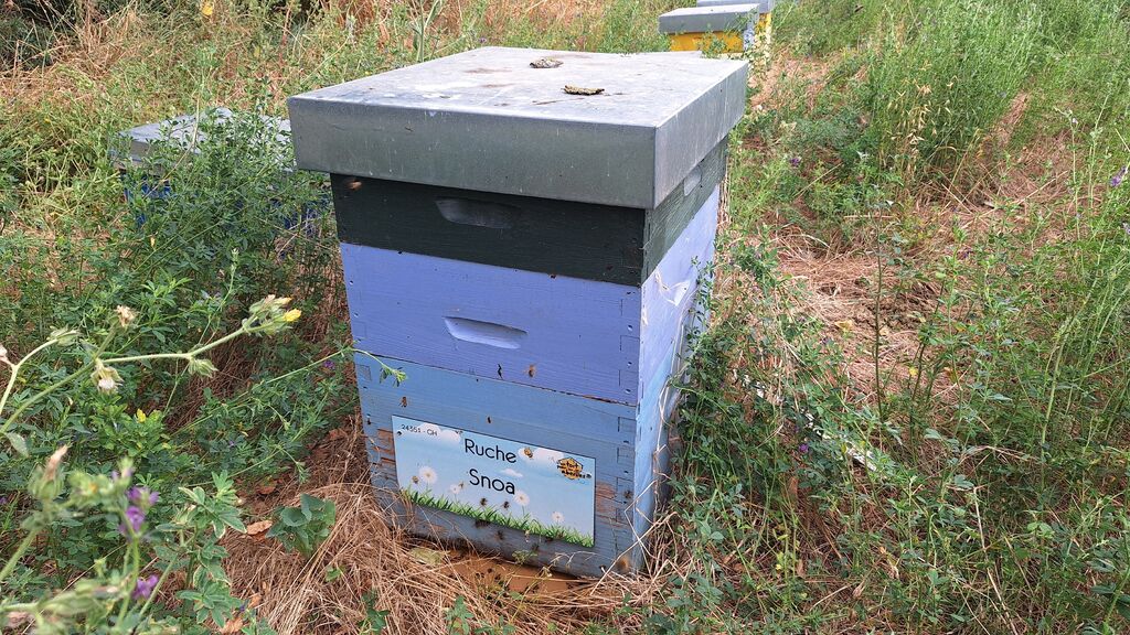 La ruche Snoa