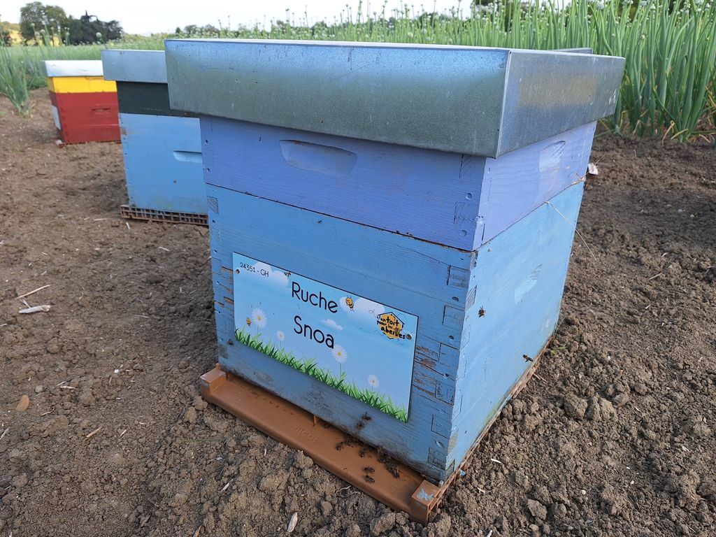 La ruche Snoa