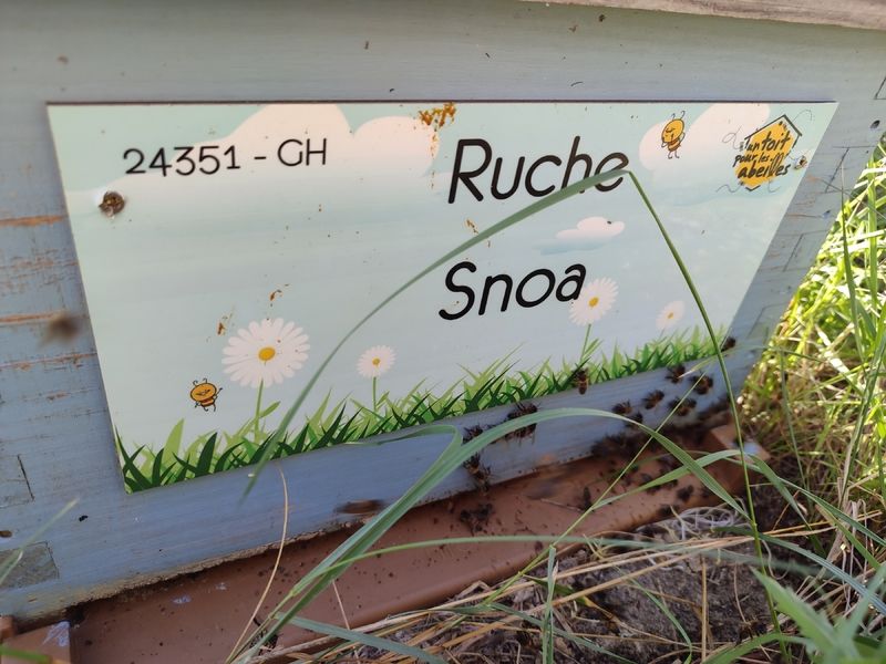 La ruche Snoa