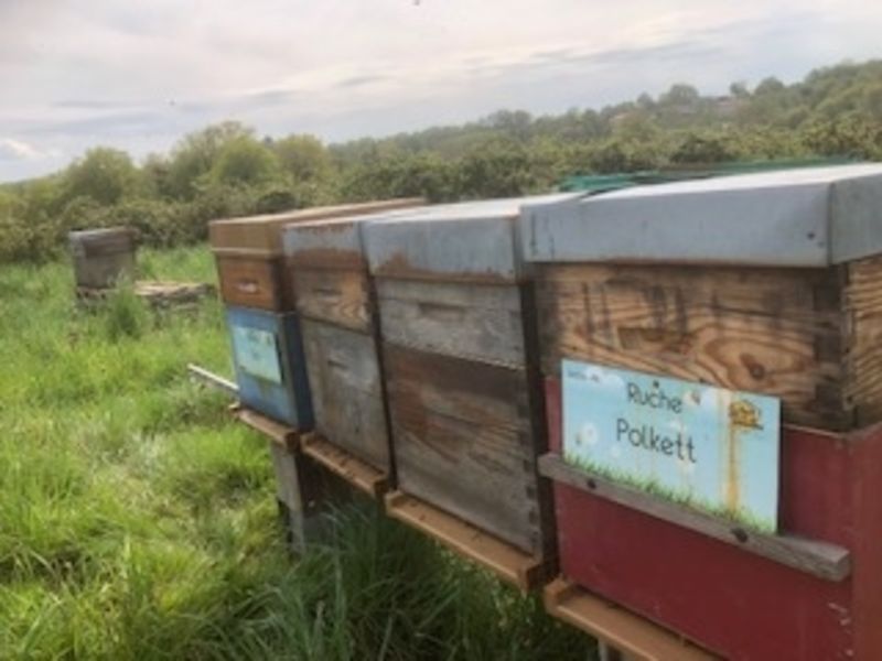 La ruche Polkett
