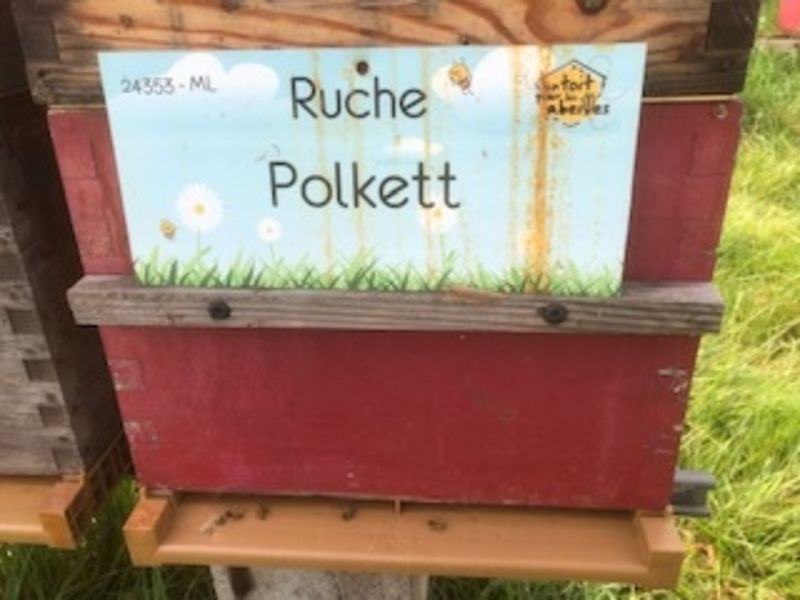 La ruche Polkett