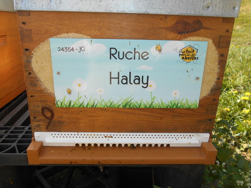 La ruche Halay
