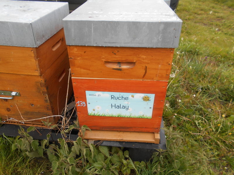 La ruche Halay