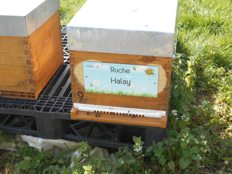 La ruche Halay