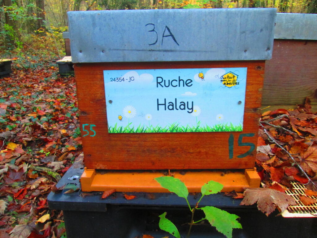 La ruche Halay