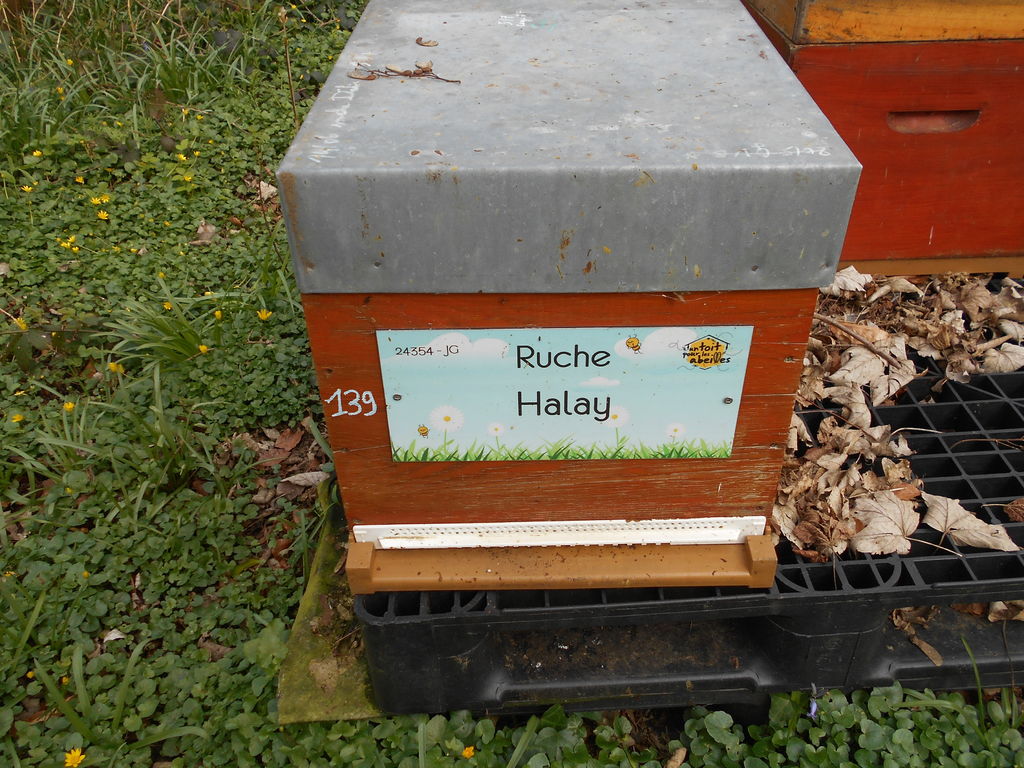 La ruche Halay