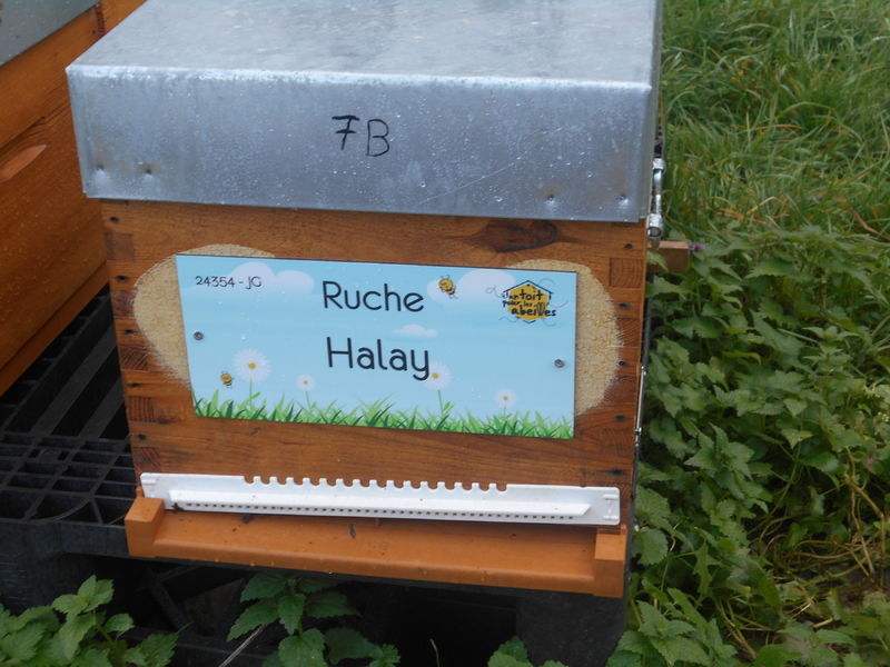 La ruche Halay
